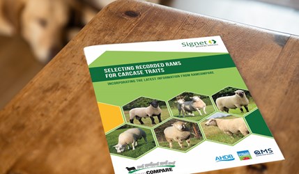 Front cover Selecting recorded rams for carcase traits publication
